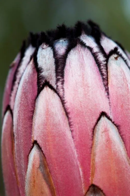 Macro photograph of pink protea flower with delicate petals and dark fuzzy stamens.