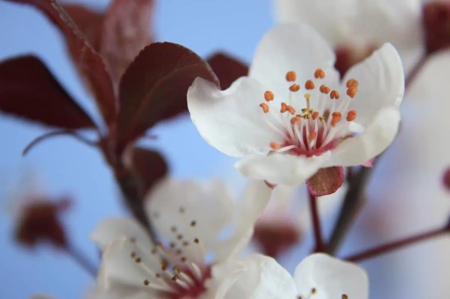 Close-up of white blossoms with orange-red stamens and dark red leaves against blue sky background