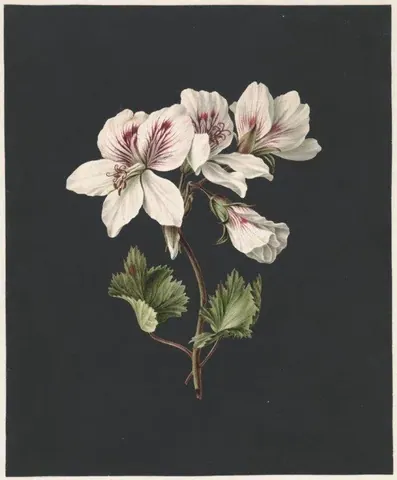 Botanical illustration of white geranium flowers with burgundy markings and green foliage on dark background