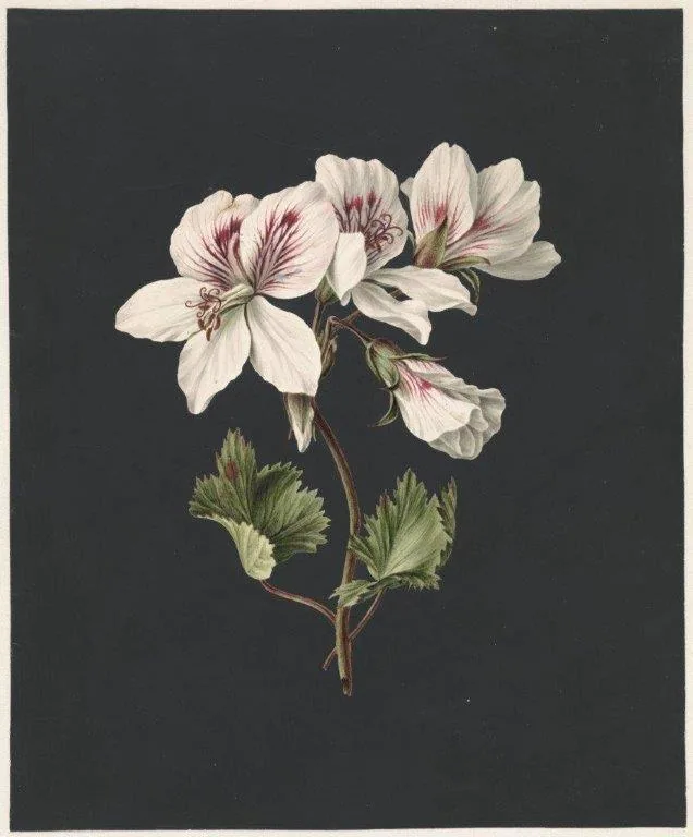 Botanical illustration of white geranium flowers with burgundy markings and green foliage on dark background