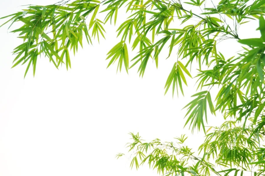 Hanging willow branches with fine green leaves cascading downward on white background.
