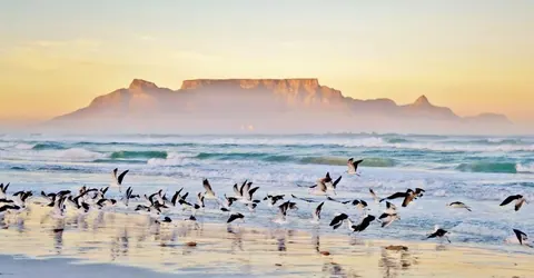 Flock of birds flying over beach waves at sunrise with Table Mountain in misty background