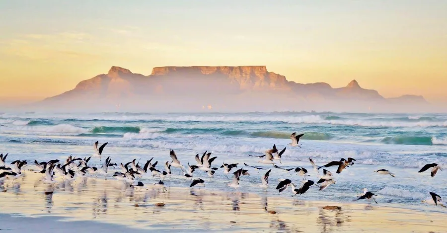 Flock of birds flying over beach waves at sunrise with Table Mountain in misty background