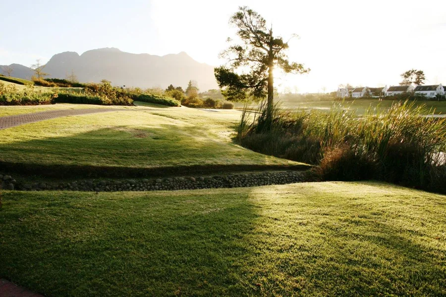 Scenic vineyard landscape with green fields, solitary tree, and mountains at sunset in warm golden light