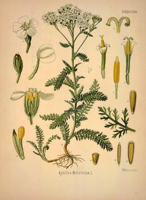 Vintage botanical illustration of Achillea millefolium plant with white clustered flowers, detailed anatomical parts, and fine line drawings on cream background.