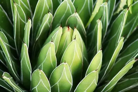Close-up of green agave plant buds with white striped patterns radiating outward
