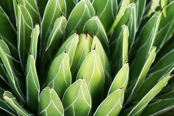 Close-up of green agave plant buds with white striped patterns radiating outward