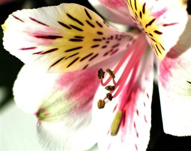 Close-up of pink and white alstroemeria flowers with yellow centers and black striped petals
