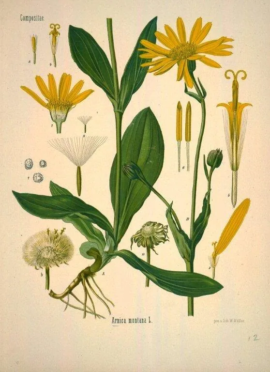 Vintage botanical illustration of yellow arnica flowers with green leaves and detailed root system