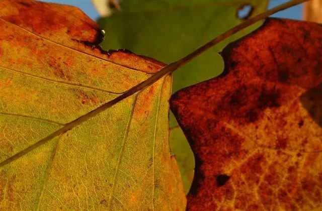 Close-up of autumn leaves in shades of orange, red, and yellow with detailed vein patterns against a soft green background.