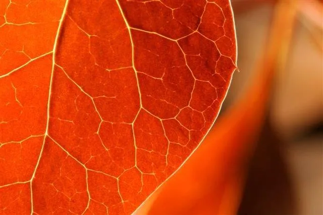 Macro photograph of a red autumn leaf showing detailed golden veins and natural texture