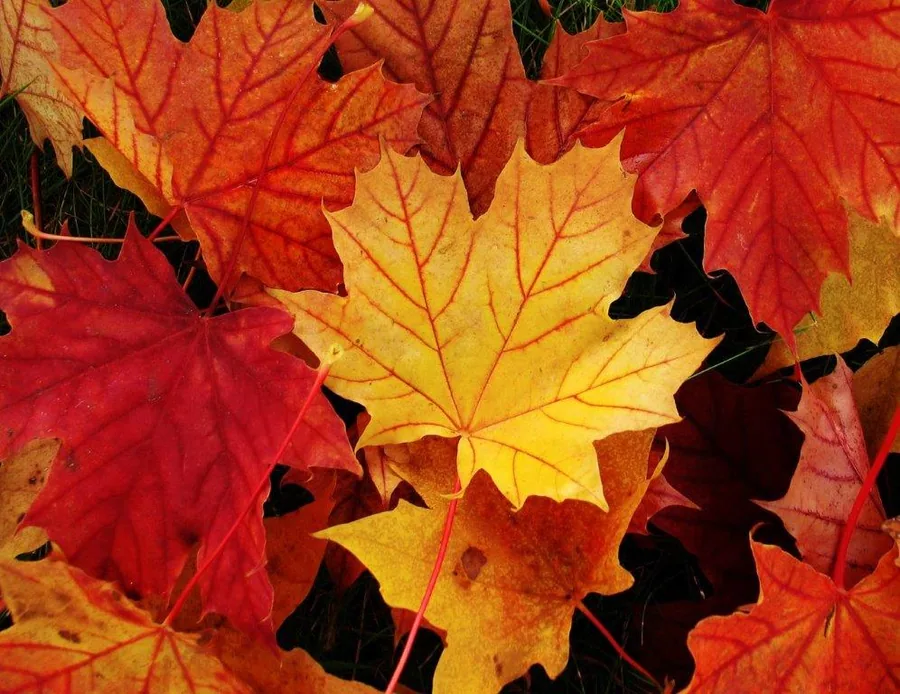Overlapping autumn maple leaves in red, gold, and yellow tones with visible veins and natural shadows.