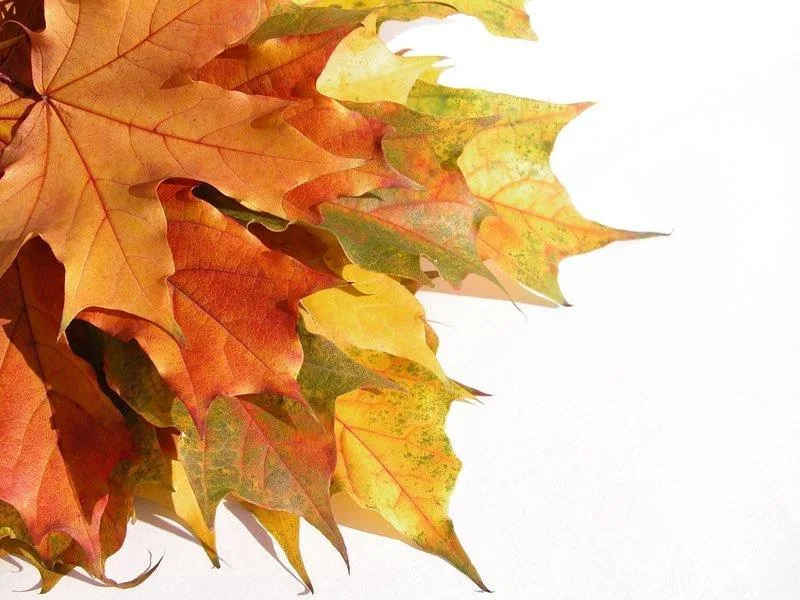 Overlapping autumn maple leaves in orange, yellow, and green tones on white background.