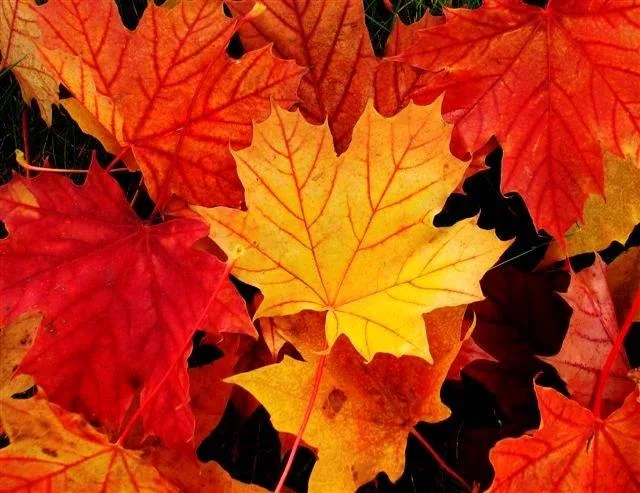 Overlapping autumn maple leaves in red, orange, and yellow tones with black shadows.