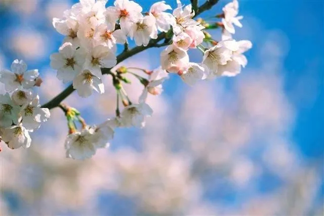 White and pink cherry blossoms on branch against soft blue sky with clouds