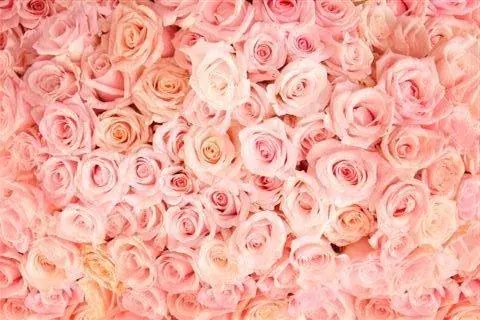 Dense cluster of pink, coral, and cream roses filling entire frame in soft romantic tones.