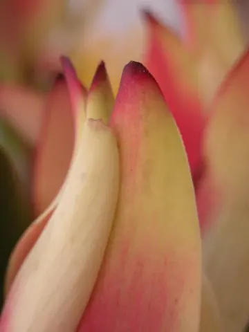 Close-up of pink and cream tulip petals with deep burgundy tips and soft gradient tones