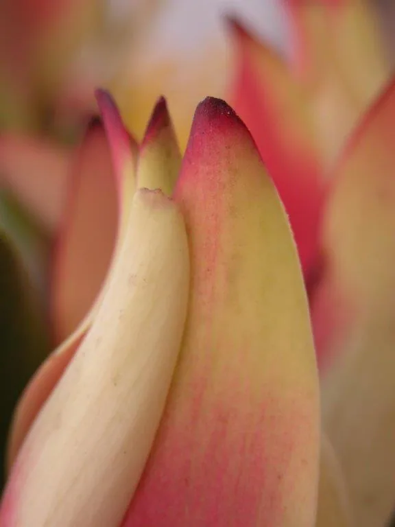 Close-up of pink and cream tulip petals with deep burgundy tips and soft gradient tones