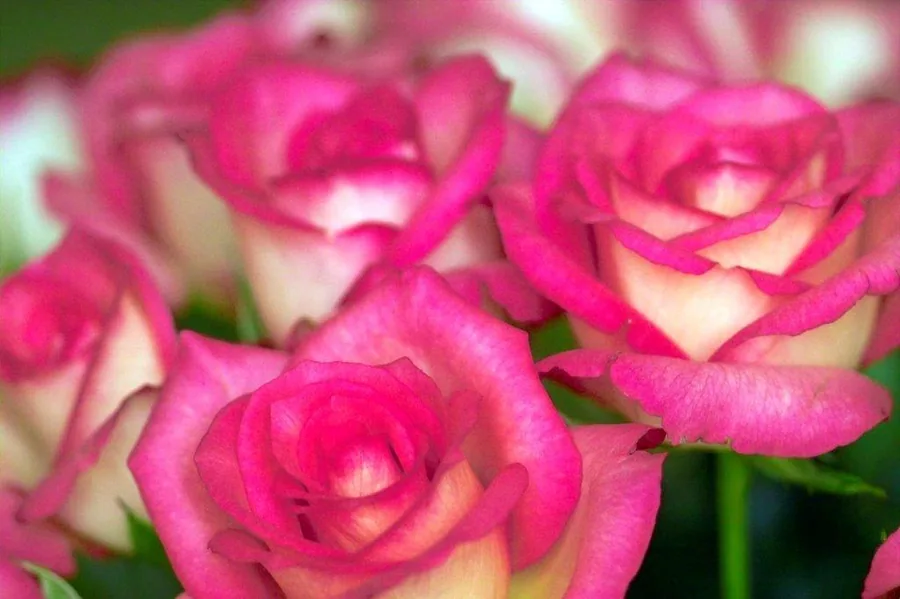 Close-up of vibrant pink and cream bicolor roses with layered petals in soft focus.