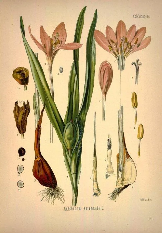 Vintage botanical illustration of Cactaceae flowers with pink blooms, green stems, and detailed anatomical drawings.