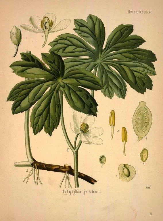 Vintage botanical illustration of Pedophyllum peltatum with large palmate leaves, white flowers, and detailed cross-section diagrams.