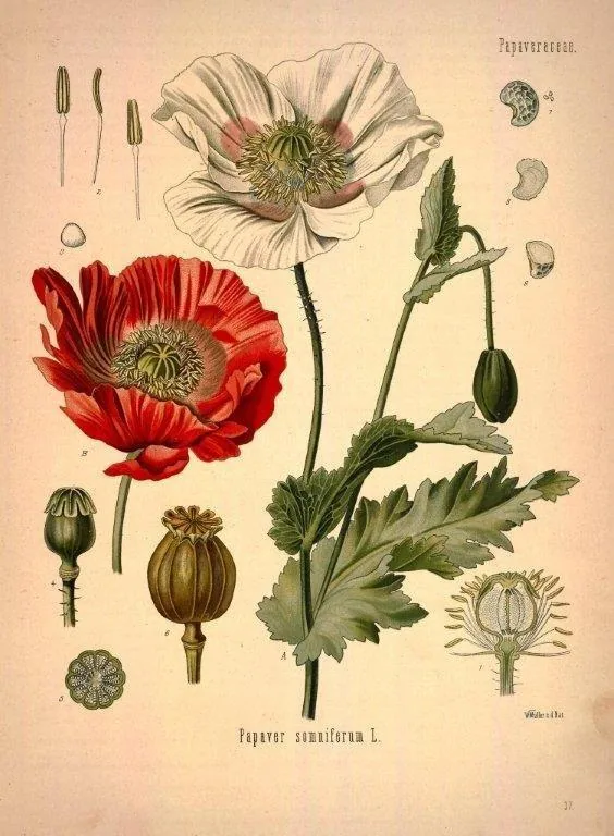 Vintage botanical illustration of red and white poppies with detailed seed pods and anatomical plant diagrams on cream background.