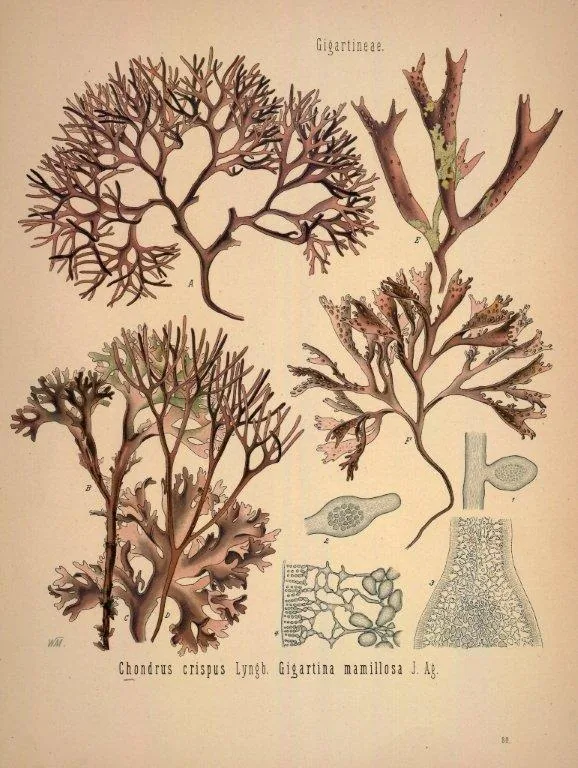 Vintage scientific illustration of branching seaweed and coral organisms with anatomical detail sketches on aged paper.