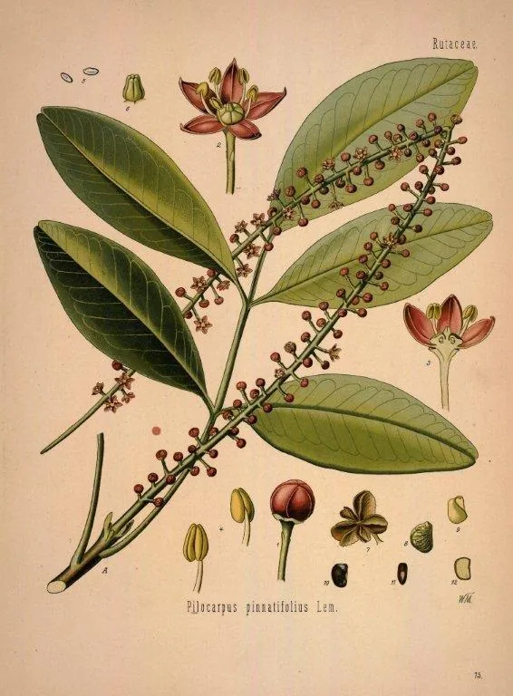 Vintage botanical illustration with green leaves, burgundy flowers and berries on cream background