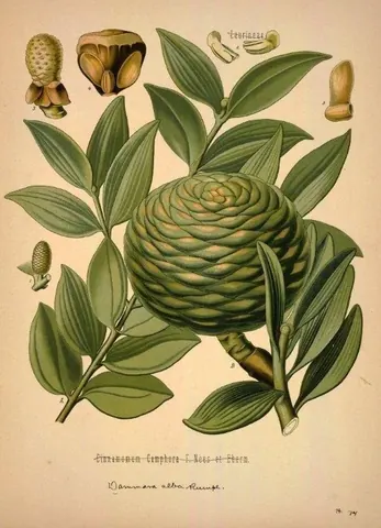Vintage botanical illustration of a spiral seed pod with elongated green leaves and detailed botanical specimens.