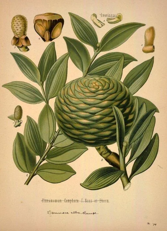 Vintage botanical illustration of a spiral seed pod with elongated green leaves and detailed botanical specimens.