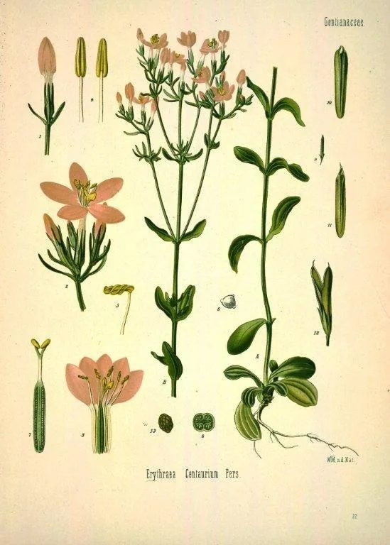 Vintage botanical illustration with pink flowering plants and green leaves and stems