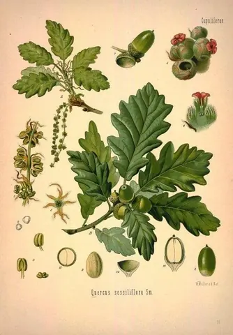 Vintage botanical illustration of oak leaves, acorns, and flowering plant specimens with detailed cross-sections