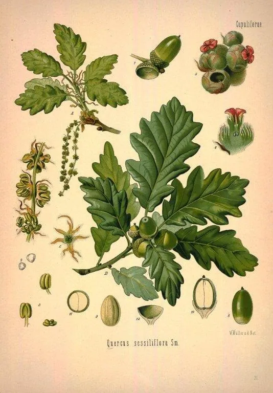 Vintage botanical illustration of oak leaves, acorns, and flowering plant specimens with detailed cross-sections