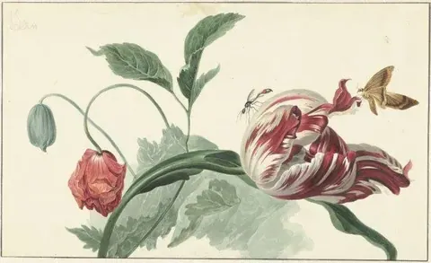 Vintage botanical illustration of red and white striped tulips with green leaves and insects on cream background.