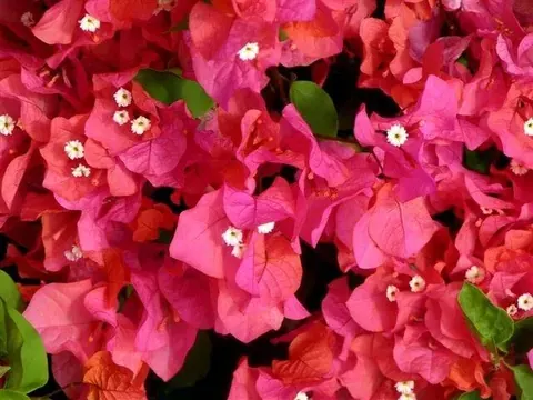 Dense cluster of hot pink and red bougainvillea flowers with white centers and green leaves