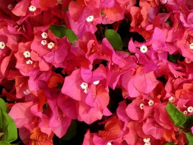 Dense cluster of hot pink and red bougainvillea flowers with white centers and green leaves