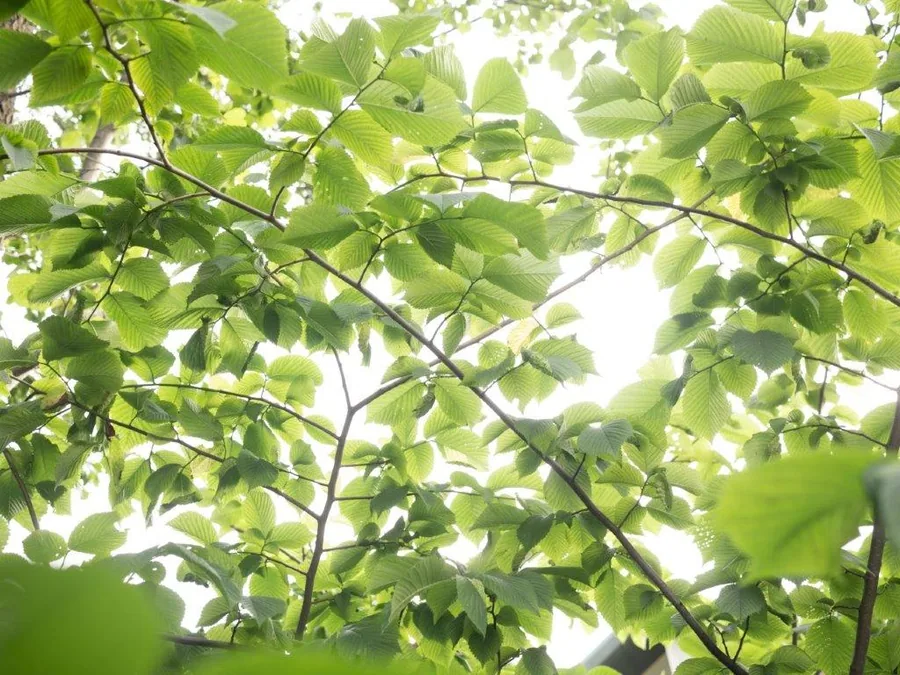 Bright green leaves backlit by sunlight creating a fresh canopy effect