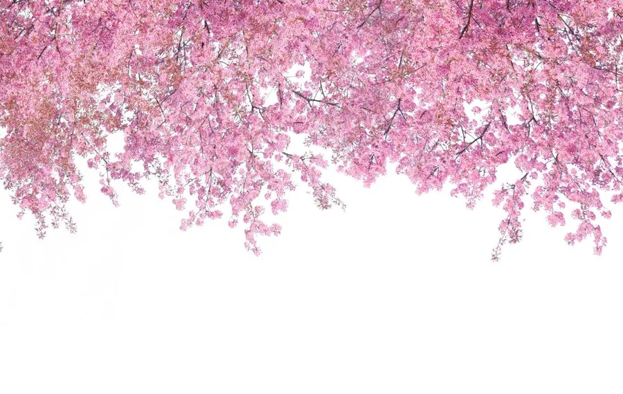 Pink cherry blossoms hanging from branches against a white background