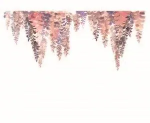 Hanging wisteria flowers in soft pink and mauve tones cascading downward on white background