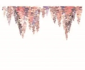 Hanging wisteria flowers in soft pink and mauve tones cascading downward on white background