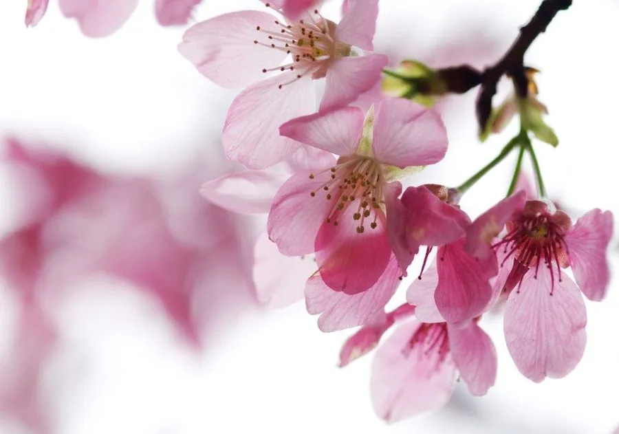 Close-up of pale and deep pink cherry blossoms with golden stamens on dark branches against white