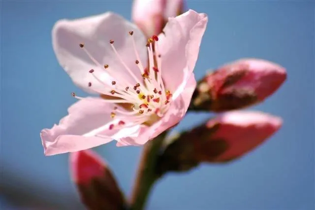Close-up of pale pink cherry blossom with red stamens and unopened buds against clear blue sky