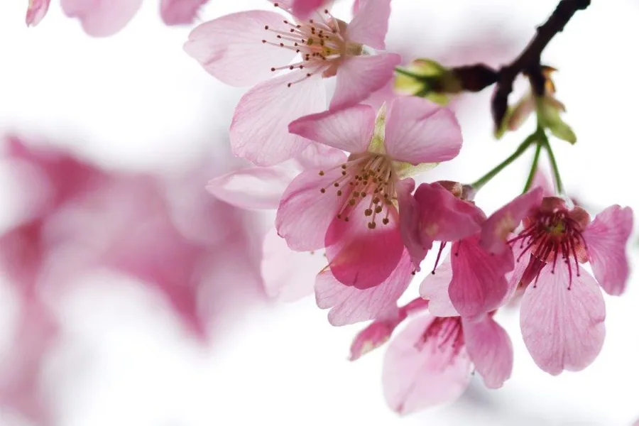Close-up of pink cherry blossoms with golden stamens on dark branches against white background