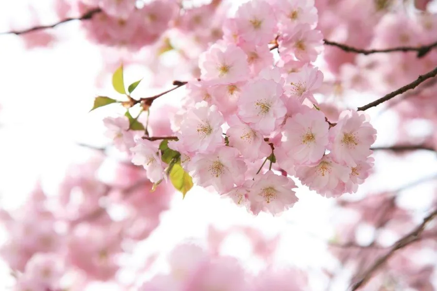 Close-up of pale pink cherry blossoms with golden stamens on branches with green leaves