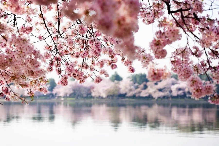 Pink cherry blossoms hanging over calm water with blurred trees reflected in the background