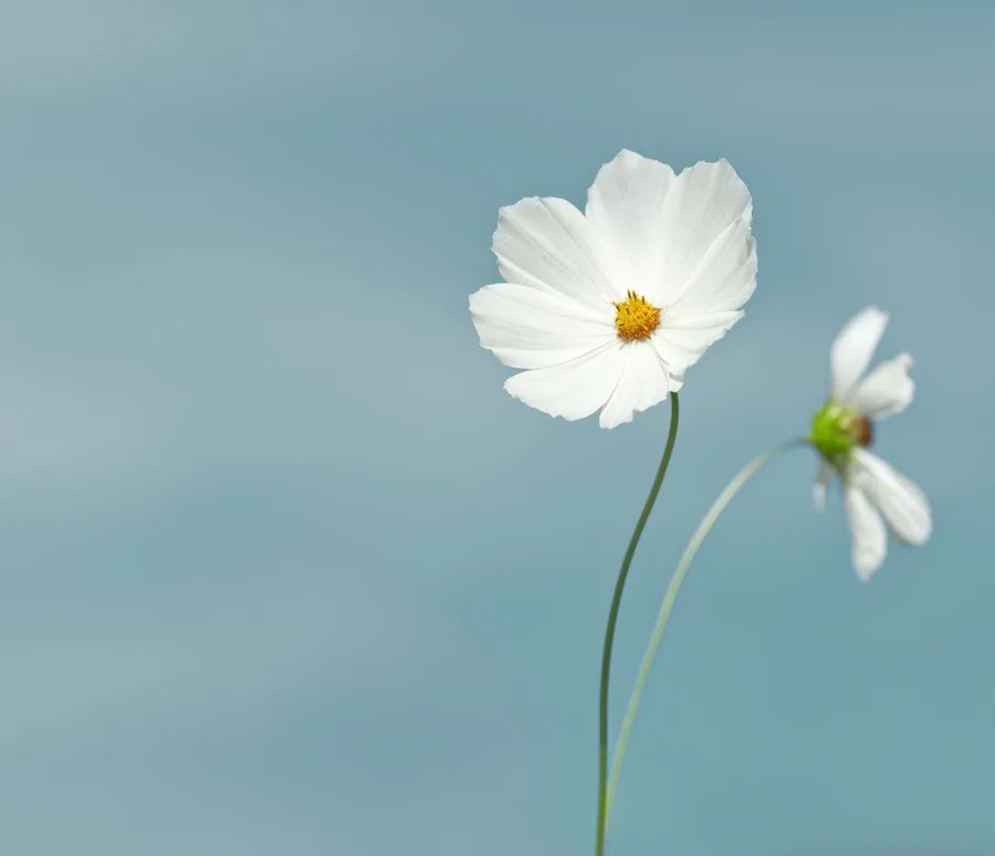 White cosmos flowers with yellow centres on soft blue-grey background