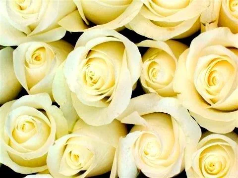 Dense arrangement of cream and pale yellow roses with layered petals in close-up detail