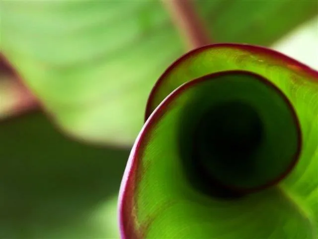 Macro photograph of tightly coiled green leaf with deep burgundy rim and dark center spiral
