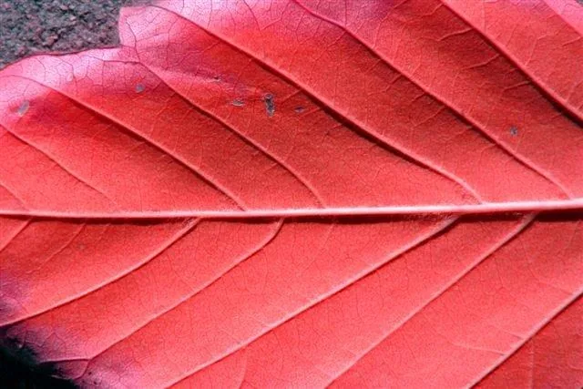 Close-up of red autumn leaves showing intricate vein patterns and layered texture