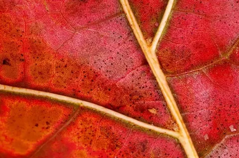 Close-up of vibrant red autumn leaves with detailed vein patterns and golden stems.